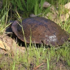 Chelodina longicollis (Eastern Long-necked Turtle) at Wodonga, VIC - 2 Oct 2020 by Kyliegw