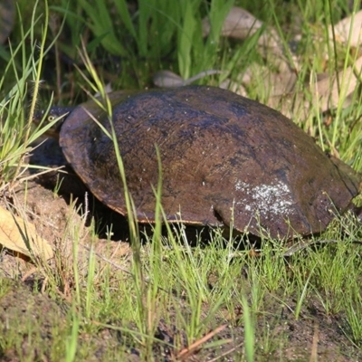 Chelodina longicollis (Eastern Long-necked Turtle) at Wodonga, VIC - 2 Oct 2020 by Kyliegw