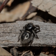Salticidae sp. 'Golden palps' (Unidentified jumping spider) at ANBG - 29 Sep 2020 by Roger