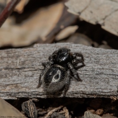 Salticidae sp. 'Golden palps' (Unidentified jumping spider) at ANBG - 29 Sep 2020 by Roger