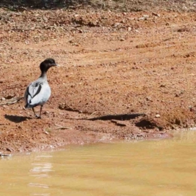 Chenonetta jubata (Australian Wood Duck) at O'Connor, ACT - 2 Oct 2020 by ConBoekel