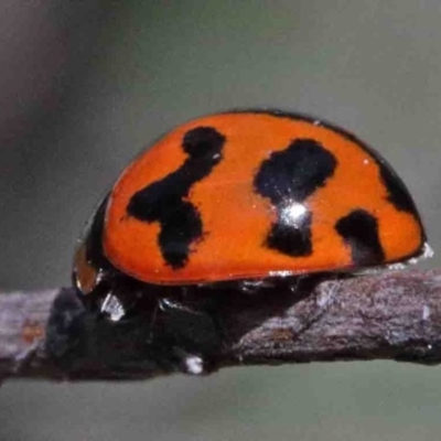 Coccinella transversalis (Transverse Ladybird) at O'Connor, ACT - 2 Oct 2020 by ConBoekel