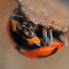 Coccinella transversalis at O'Connor, ACT - 2 Oct 2020 12:57 PM