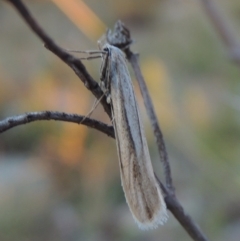 Philobota diaereta (A concealer moth) at Chisholm, ACT - 30 May 2020 by MichaelBedingfield