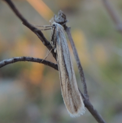Philobota diaereta (A concealer moth) at Chisholm, ACT - 30 May 2020 by MichaelBedingfield
