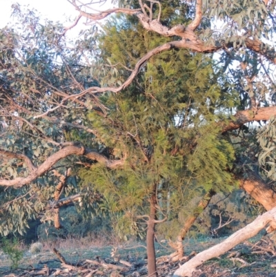 Exocarpos cupressiformis (Cherry Ballart) at Chisholm, ACT - 30 May 2020 by michaelb