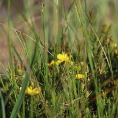 Hibbertia sp. (Guinea Flower) at WREN Reserves - 2 Oct 2020 by Kyliegw