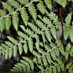 Hypolepis muelleri (Harsh Ground Fern, Swamp Bracken) at Fitzroy Falls, NSW - 2 Oct 2020 by plants