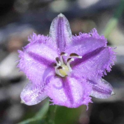 Thysanotus patersonii (Twining Fringe Lily) at O'Connor, ACT - 2 Oct 2020 by ConBoekel