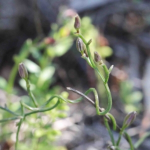 Thysanotus patersonii at O'Connor, ACT - 2 Oct 2020