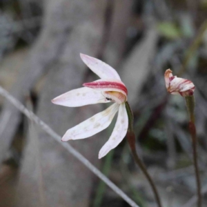 Caladenia fuscata at O'Connor, ACT - suppressed