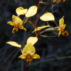 Diuris nigromontana (Black Mountain Leopard Orchid) at O'Connor, ACT - 2 Oct 2020 by ConBoekel