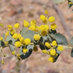 Acacia cultriformis (Knife Leaf Wattle) at O'Connor, ACT - 2 Oct 2020 by ConBoekel