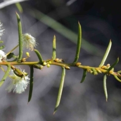 Acacia genistifolia (Early Wattle) at O'Connor, ACT - 2 Oct 2020 by ConBoekel