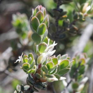 Brachyloma daphnoides at O'Connor, ACT - 2 Oct 2020