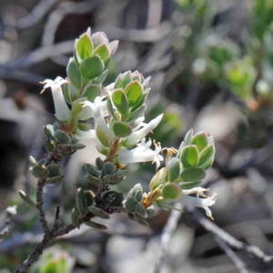 Brachyloma daphnoides at O'Connor, ACT - 2 Oct 2020