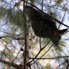 Calyptorhynchus lathami lathami (Glossy Black-Cockatoo) at Moruya, NSW - 3 Oct 2020 by LisaH