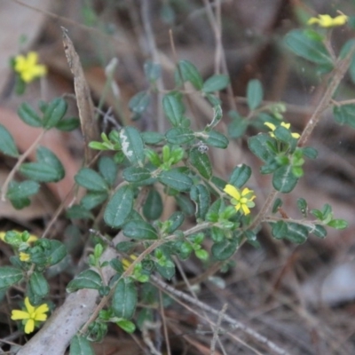 Hibbertia aspera subsp. aspera at Moruya, NSW - 3 Oct 2020 by LisaH