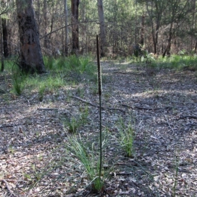 Xanthorrhoea concava (Grass Tree) at Moruya, NSW - 3 Oct 2020 by LisaH