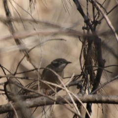 Melithreptus brevirostris (Brown-headed Honeyeater) at Moruya, NSW - 2 Oct 2020 by LisaH