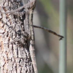 Amphibolurus muricatus (Jacky Lizard) at Moruya, NSW - 3 Oct 2020 by LisaH