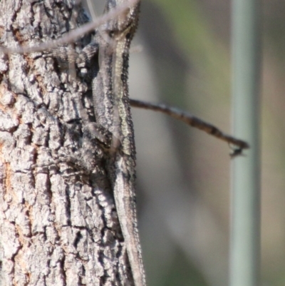 Amphibolurus muricatus (Jacky Lizard) at Moruya, NSW - 3 Oct 2020 by LisaH