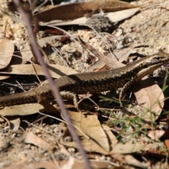 Eulamprus heatwolei (Yellow-bellied Water Skink) at Moruya, NSW - 3 Oct 2020 by LisaH