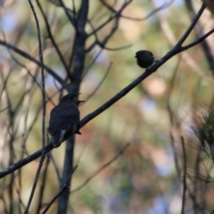 Cacomantis flabelliformis (Fan-tailed Cuckoo) at Moruya, NSW - 2 Oct 2020 by LisaH