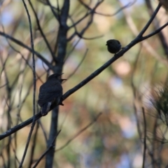 Cacomantis flabelliformis (Fan-tailed Cuckoo) at Moruya, NSW - 3 Oct 2020 by LisaH