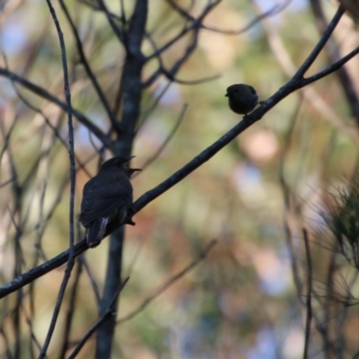Cacomantis flabelliformis (Fan-tailed Cuckoo) at Moruya, NSW - 2 Oct 2020 by LisaH