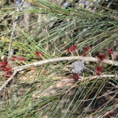 Allocasuarina littoralis (Black She-oak) at Fitzroy Falls - 2 Oct 2020 by plants