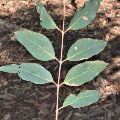 Angophora floribunda (Apple, Rough-barked Apple) at Meryla State Forest - 2 Oct 2020 by plants