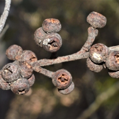 Eucalyptus agglomerata (Blue-leaved Stringybark) at Fitzroy Falls, NSW - 2 Oct 2020 by plants