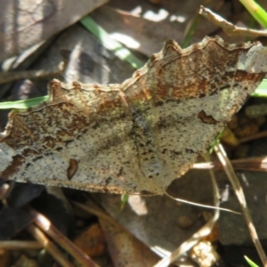 Dissomorphia australiaria at Cotter River, ACT - 2 Oct 2020