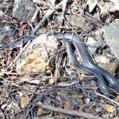 Pseudechis porphyriacus at Fitzroy Falls, NSW - 2 Oct 2020 by plants