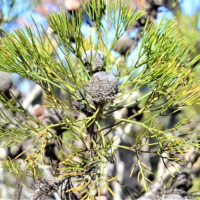 Isopogon anethifolius at Fitzroy Falls - 2 Oct 2020 by plants