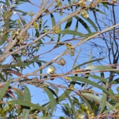 Eucalyptus stricta (Blue Mountains Mallee Ash) at Fitzroy Falls - 2 Oct 2020 by plants