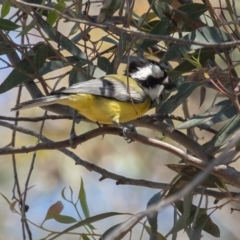 Falcunculus frontatus (Eastern Shrike-tit) at Bellmount Forest, NSW - 3 Oct 2020 by rawshorty
