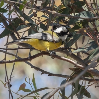 Falcunculus frontatus (Eastern Shrike-tit) at Bellmount Forest, NSW - 3 Oct 2020 by rawshorty