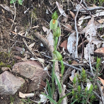 Bunochilus umbrinus (ACT) = Pterostylis umbrina (NSW) (Broad-sepaled Leafy Greenhood) at Point 5821 by Greggles