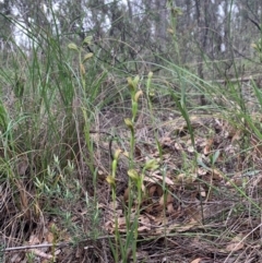 Bunochilus umbrinus (ACT) = Pterostylis umbrina (NSW) at suppressed - suppressed