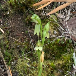 Bunochilus umbrinus (ACT) = Pterostylis umbrina (NSW) at suppressed - suppressed