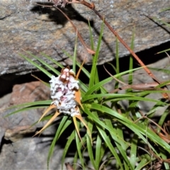 Dracophyllum secundum at Meryla State Forest - 2 Oct 2020 by plants