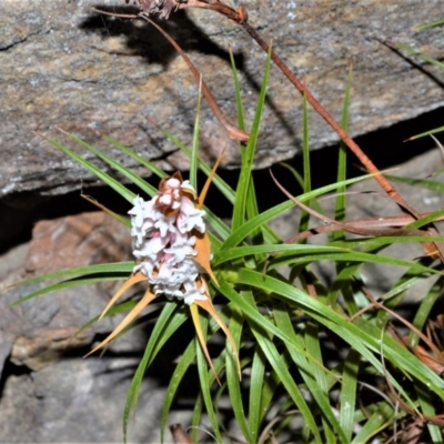 Dracophyllum secundum at Meryla State Forest - 2 Oct 2020 by plants