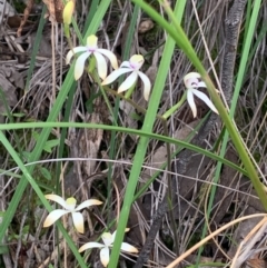 Caladenia ustulata (Brown Caps) at Downer, ACT - 23 Sep 2020 by Greggles