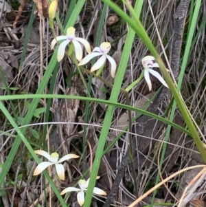 Caladenia ustulata at Downer, ACT - suppressed