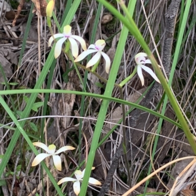 Caladenia ustulata (Brown Caps) at Downer, ACT - 23 Sep 2020 by Greggles