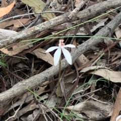 Caladenia ustulata at Downer, ACT - suppressed