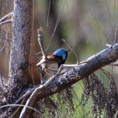 Malurus lamberti (Variegated Fairywren) by LisaH