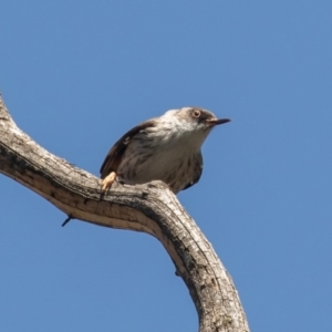 Daphoenositta chrysoptera at Bellmount Forest, NSW - 3 Oct 2020